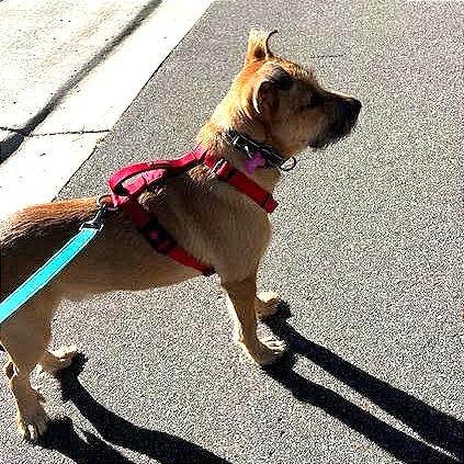 Enlarge Chance, a Adopted Terrier in Crystal, MN image 5/5