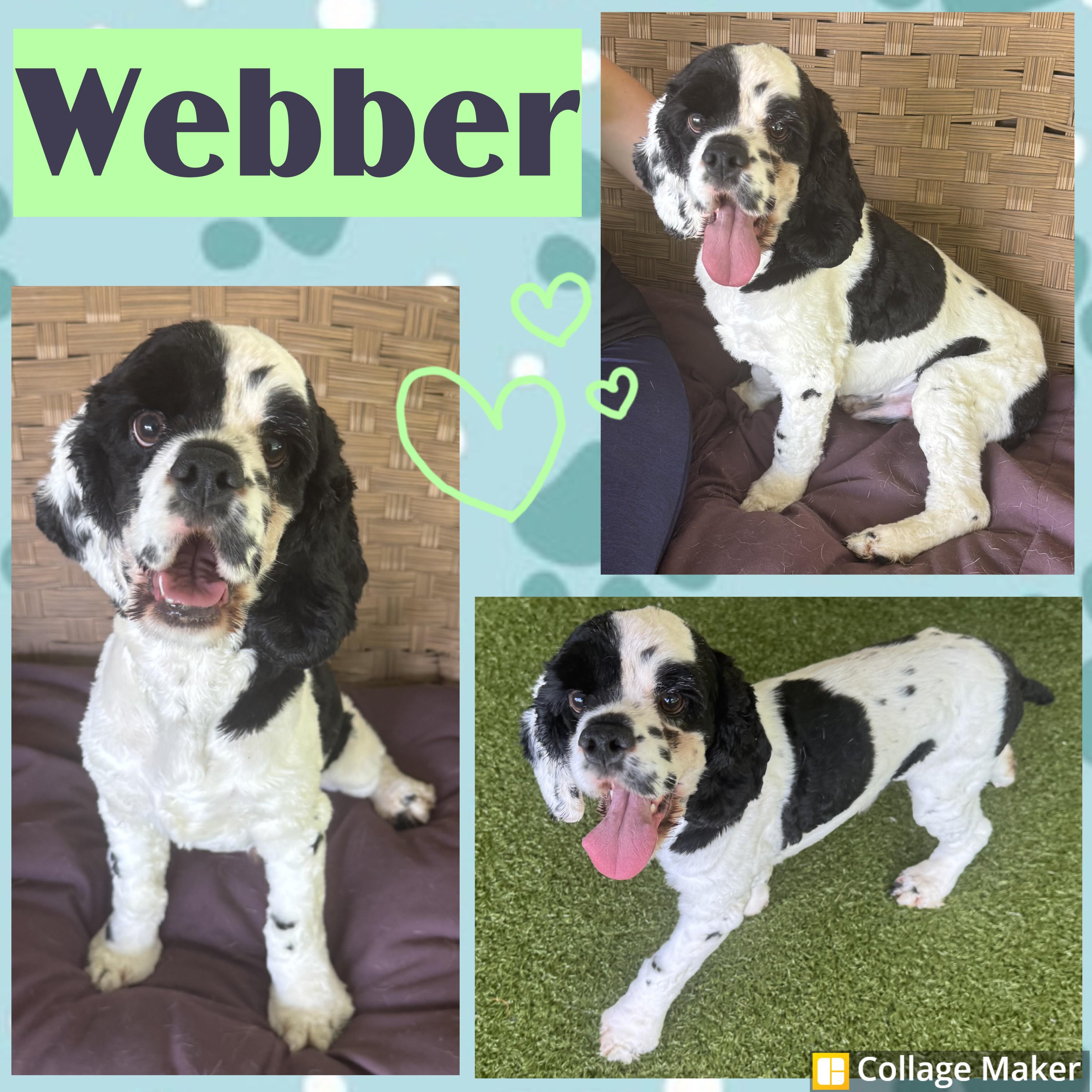 Webber, adopted, Adult Male Cocker Spaniel.