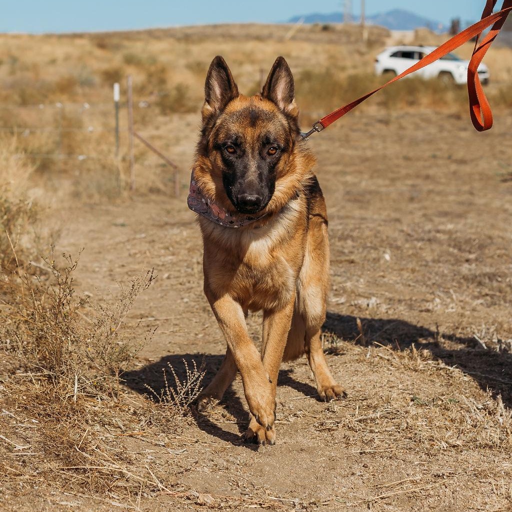 Jax, Adoptable, Young Male German Shepherd Dog.
