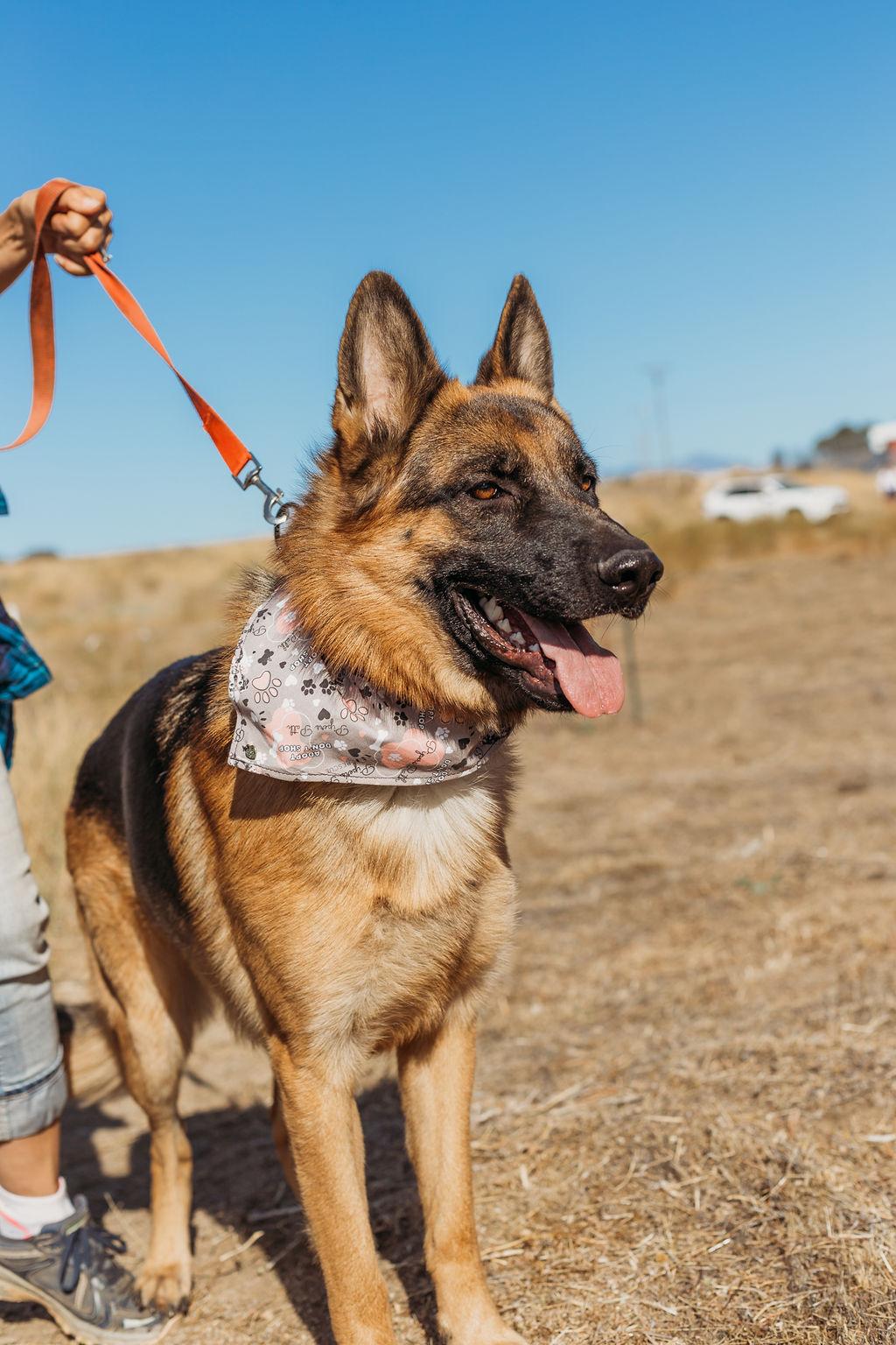 Enlarge Jax, a Adoptable German Shepherd Dog in Temecula, CA image 5/6
