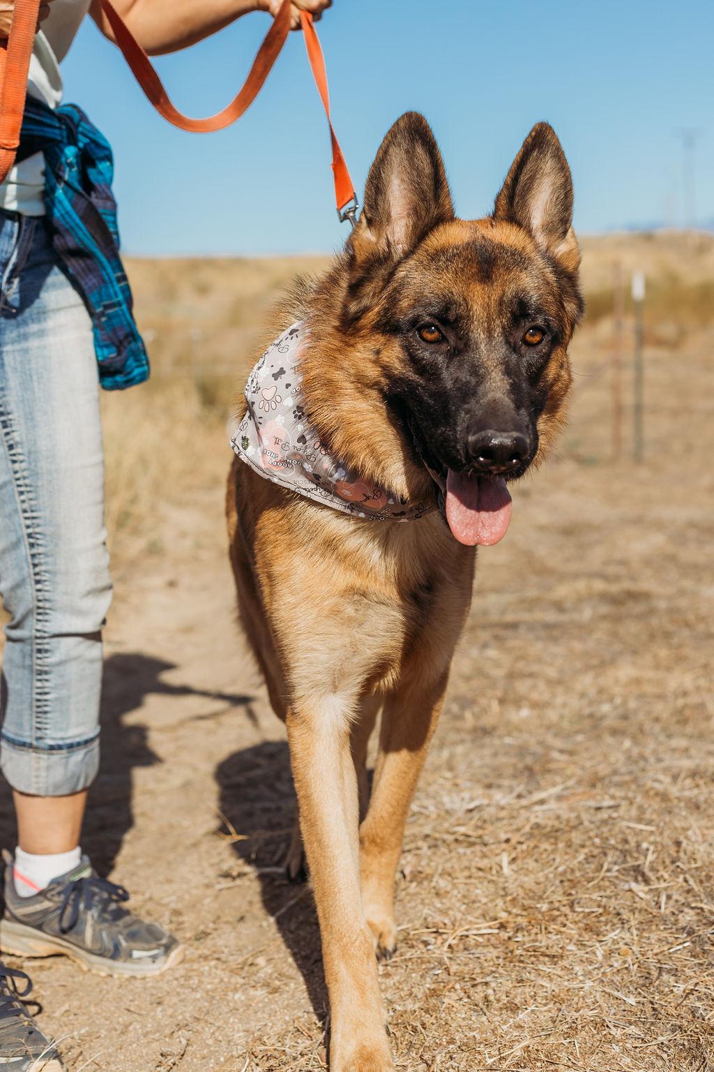 Enlarge Jax, a Adoptable German Shepherd Dog in Temecula, CA image 3/6