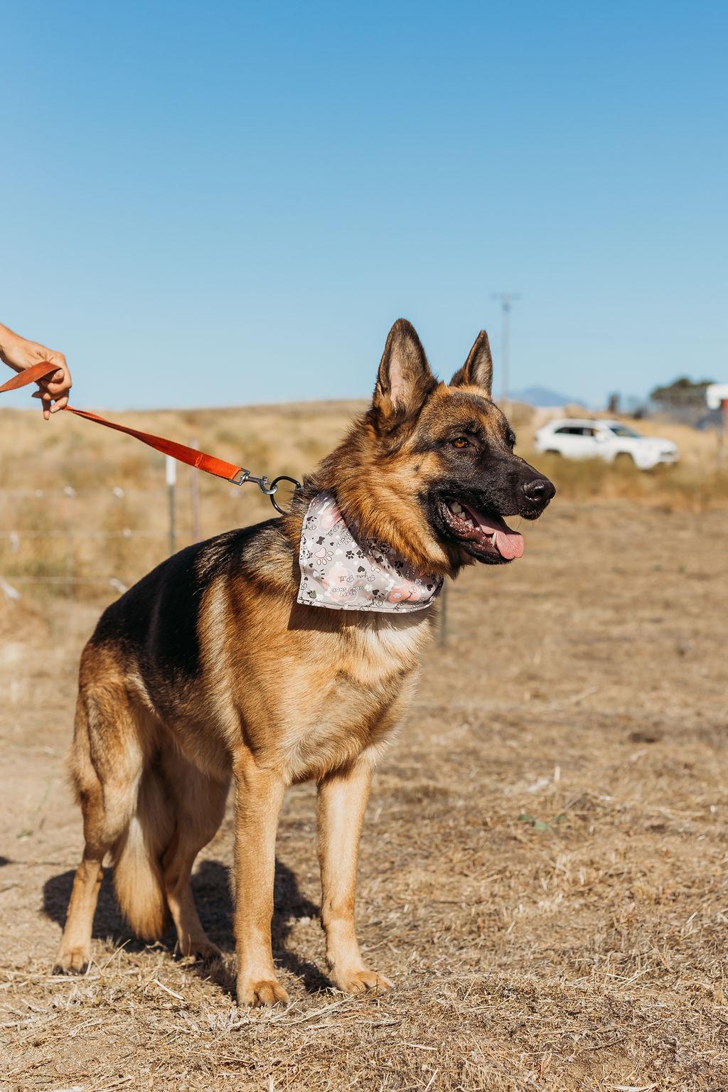 Enlarge Jax, a Adoptable German Shepherd Dog in Temecula, CA image 4/6