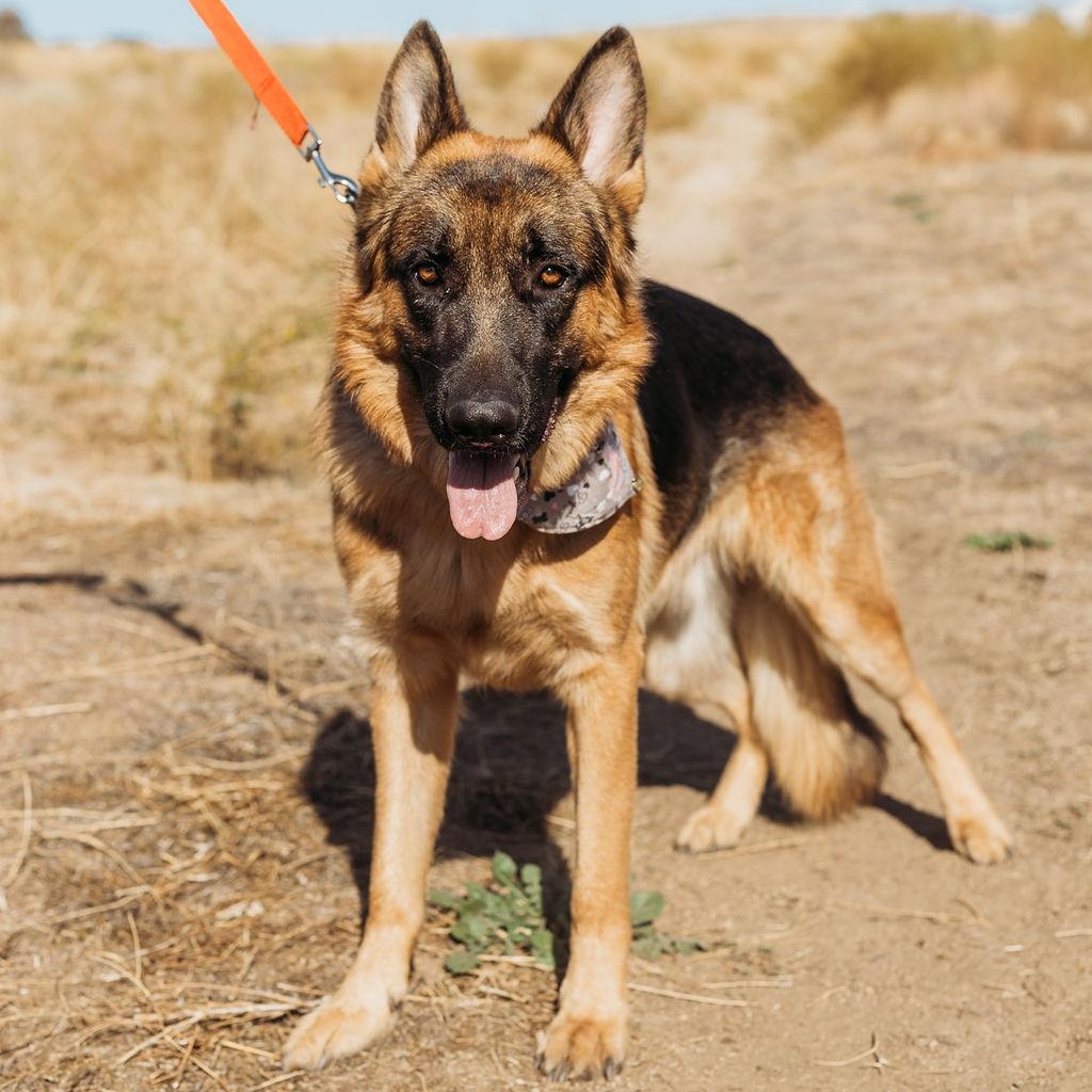Enlarge Jax, a Adoptable German Shepherd Dog in Temecula, CA image 1/6