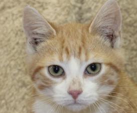 Tater Tot, Adoptable, Kitten Male Domestic Short Hair.