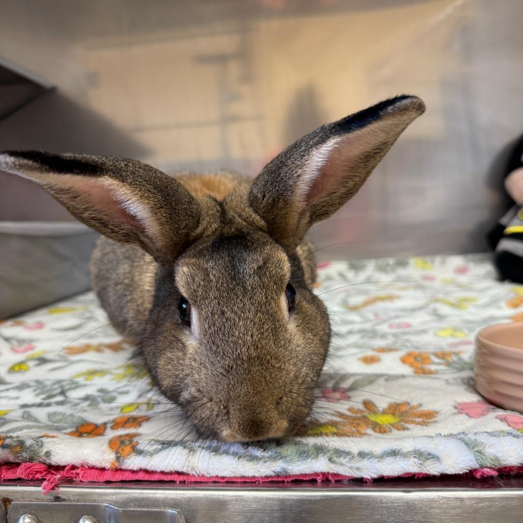 Manchego, Adoptable, Adult Male American.