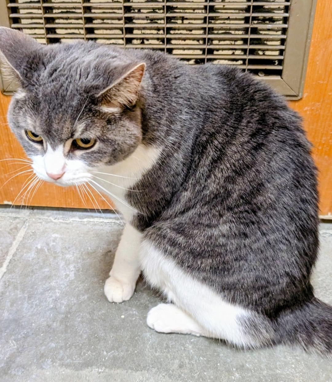 Geo, a ADOPTABLE Domestic Short Hair in Ashland, VA image 3/4