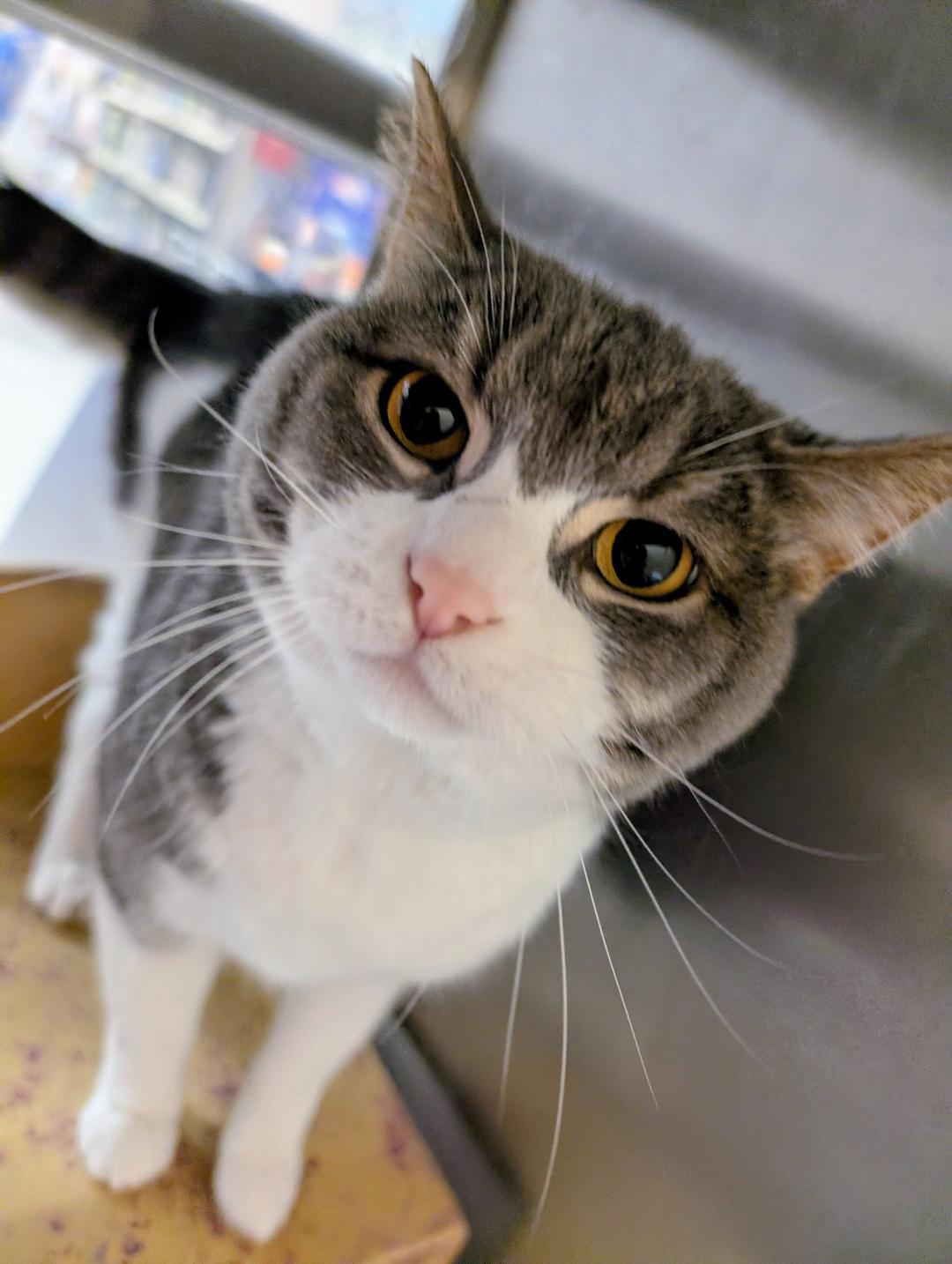 Geo, a ADOPTABLE Domestic Short Hair in Ashland, VA image 4/4