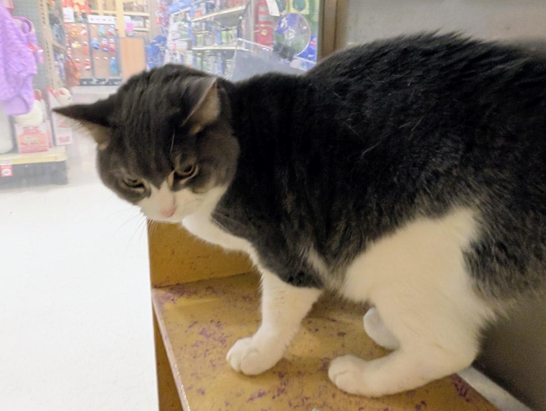Geo, ADOPTABLE, Adult Male Domestic Short Hair.