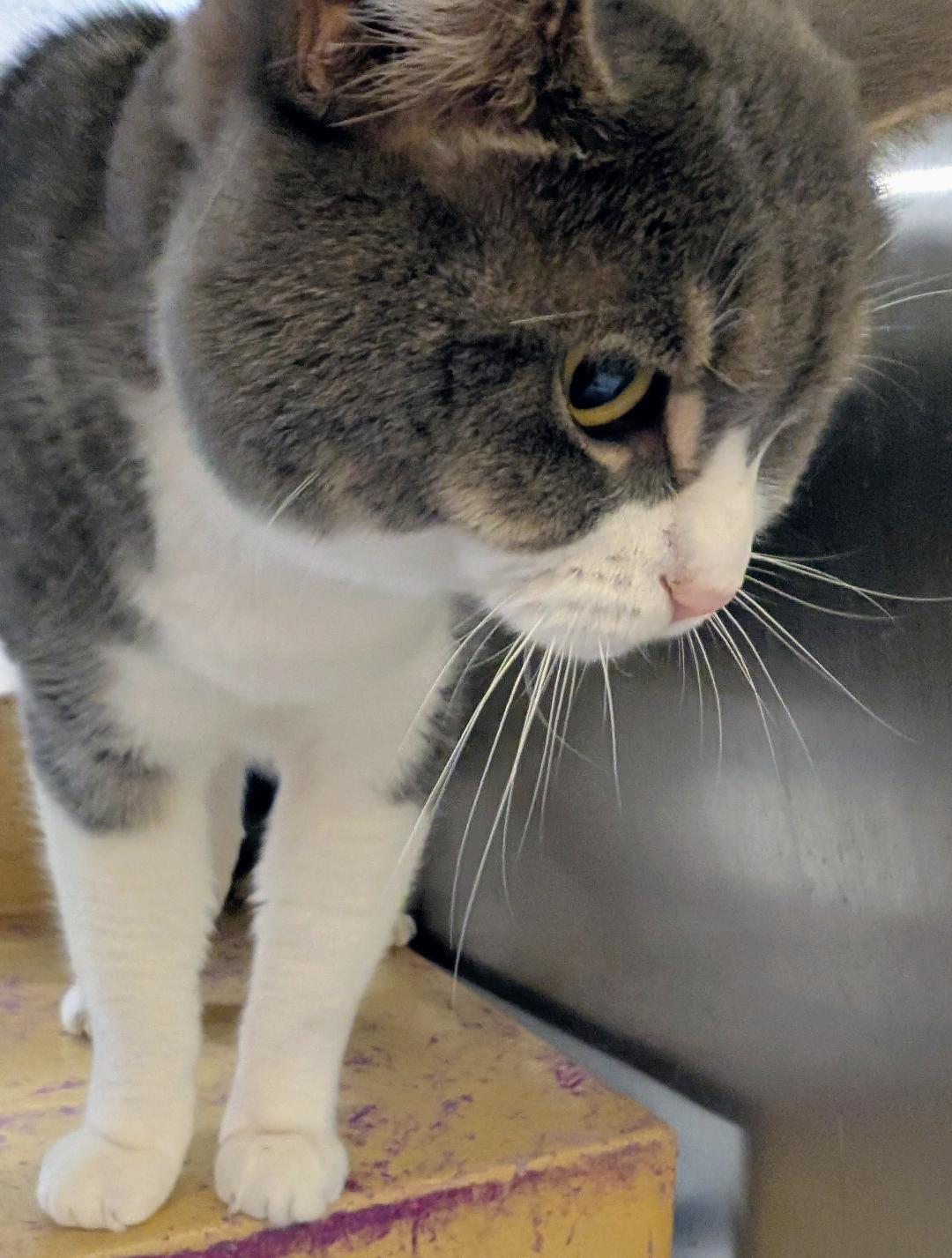 Geo, a ADOPTABLE Domestic Short Hair in Ashland, VA image 2/4