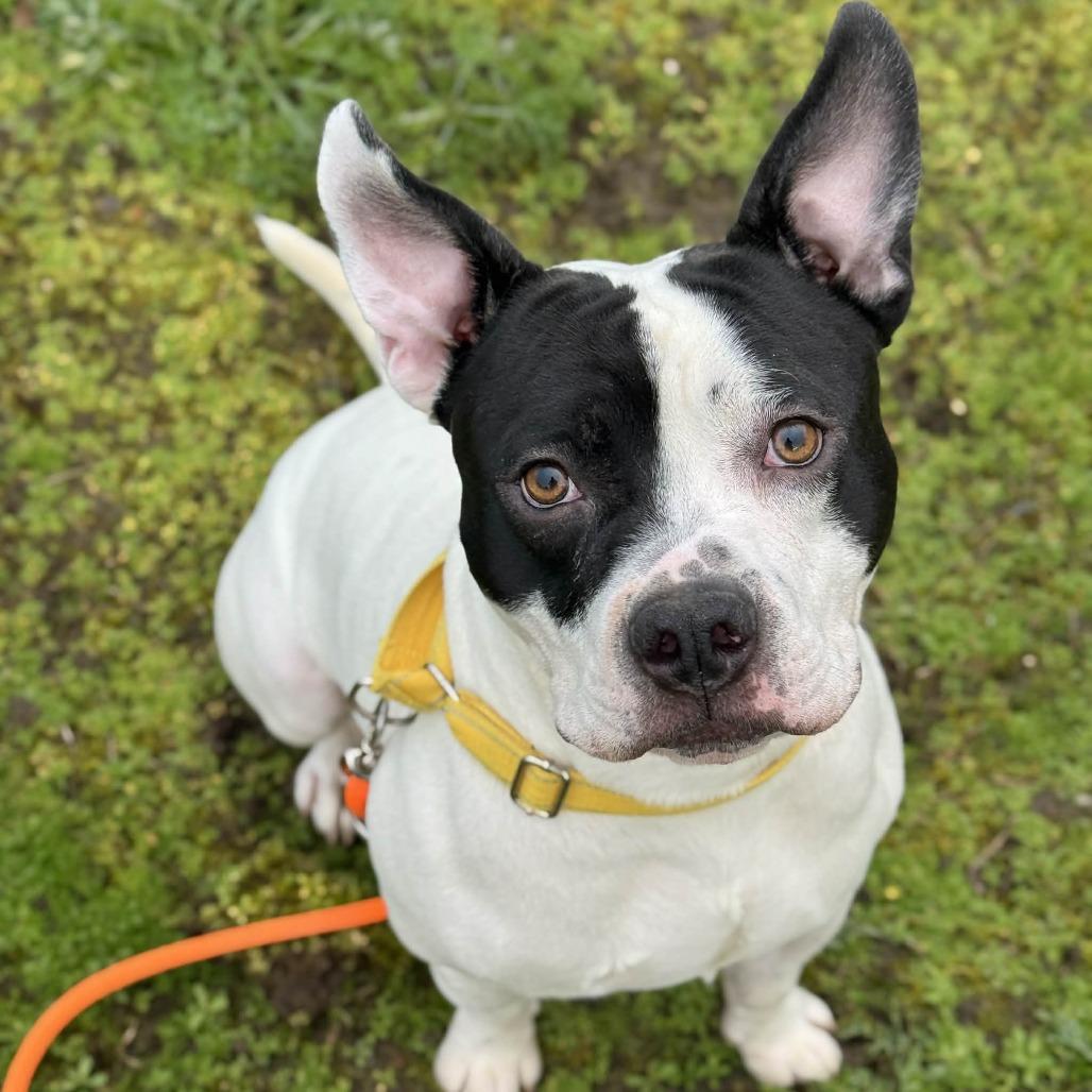 Pumba, Adoptable, Young Male Pit Bull Terrier & Mixed Breed.