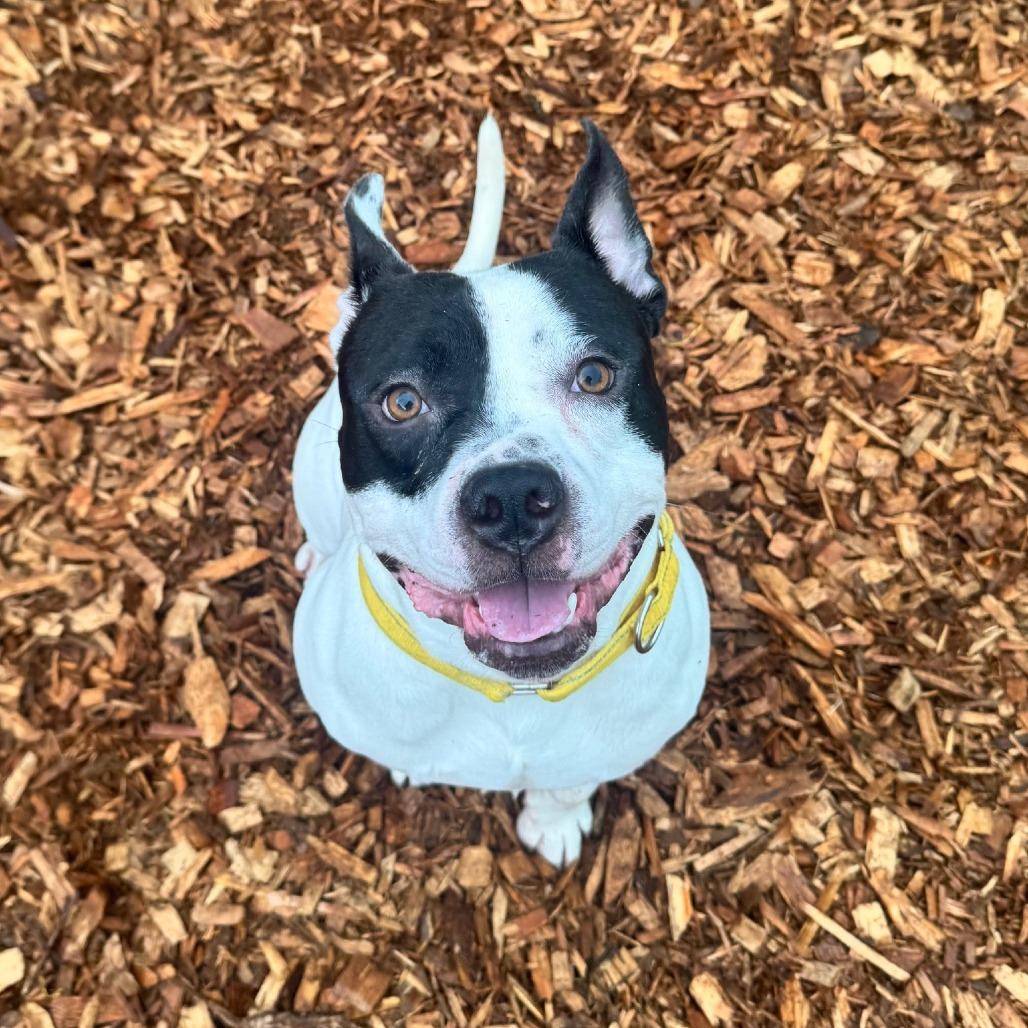 Enlarge Pumba, a Adoptable mixed breed in Tacoma, WA image 2/5