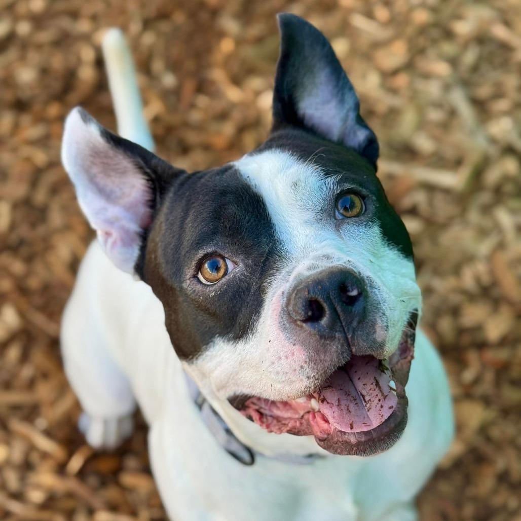 Enlarge Pumba, a Adoptable mixed breed in Tacoma, WA image 3/5