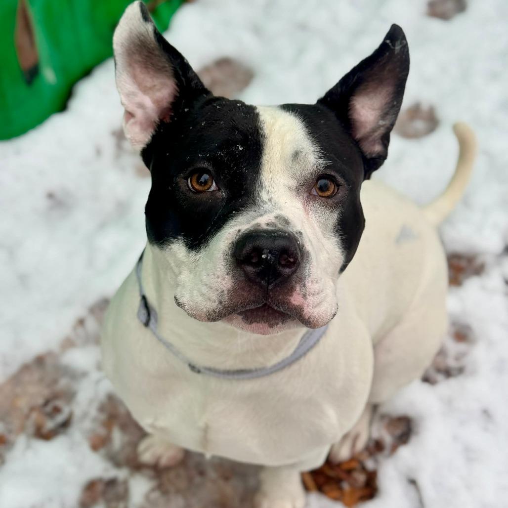 Enlarge Pumba, a Adoptable mixed breed in Tacoma, WA image 4/5
