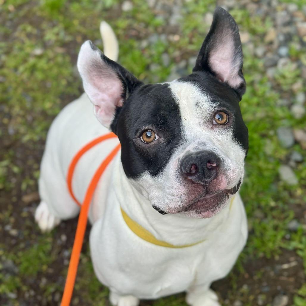 Enlarge Pumba, a Adoptable mixed breed in Tacoma, WA image 5/5