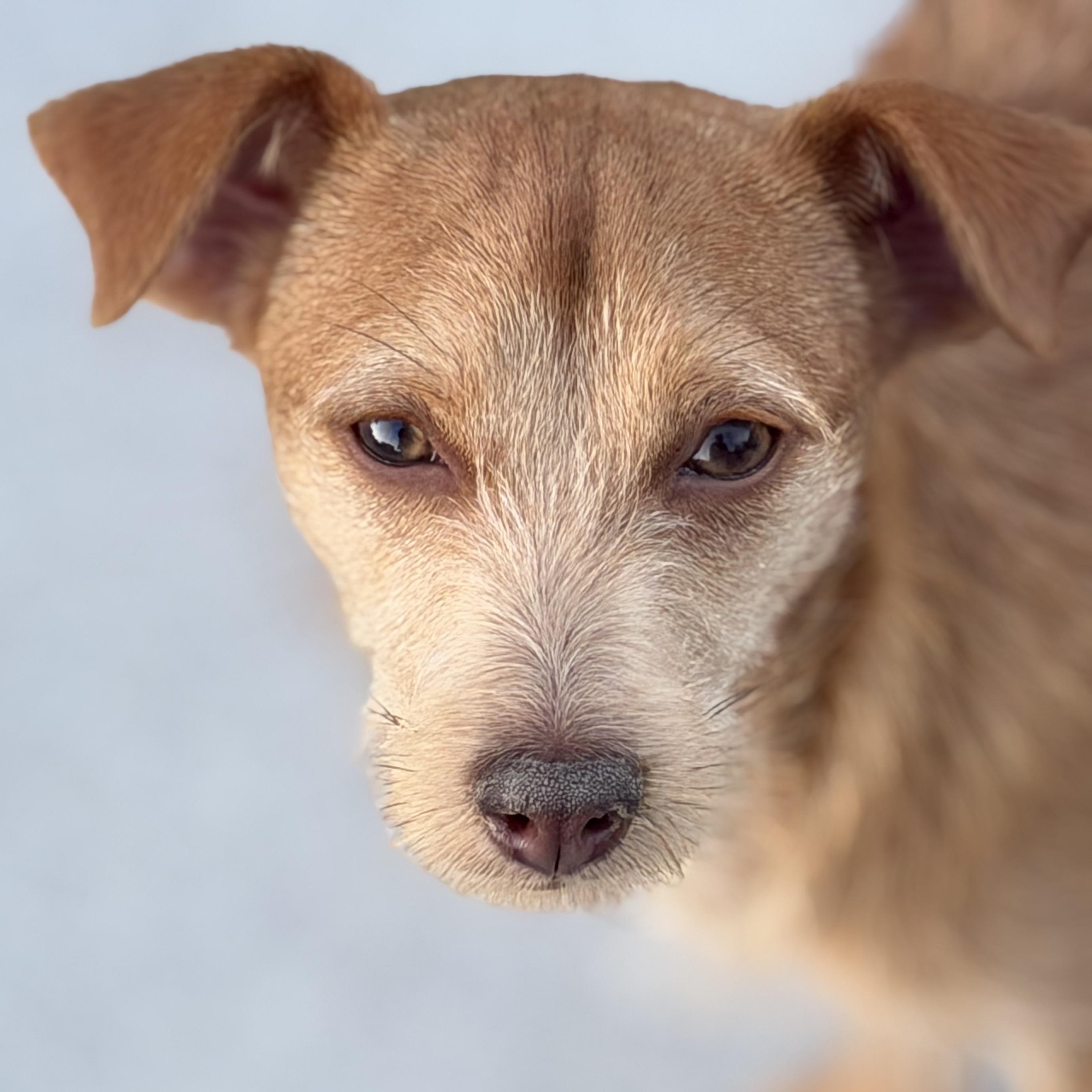 Enlarge Ms. Sweet Karly, an adopted mixed breed in Ridgefield, WA image 3/6