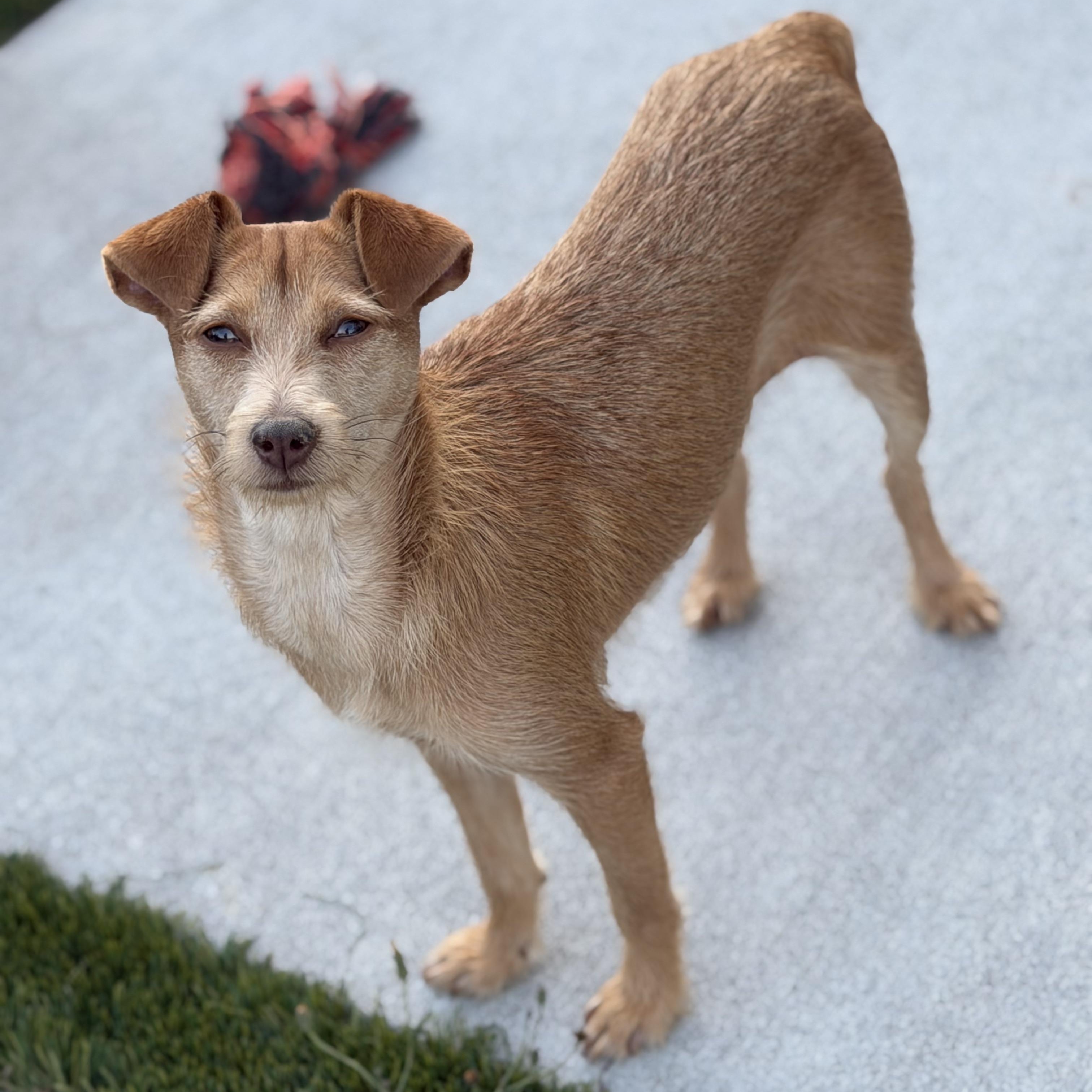 Enlarge Ms. Sweet Karly, an adopted mixed breed in Ridgefield, WA image 2/6