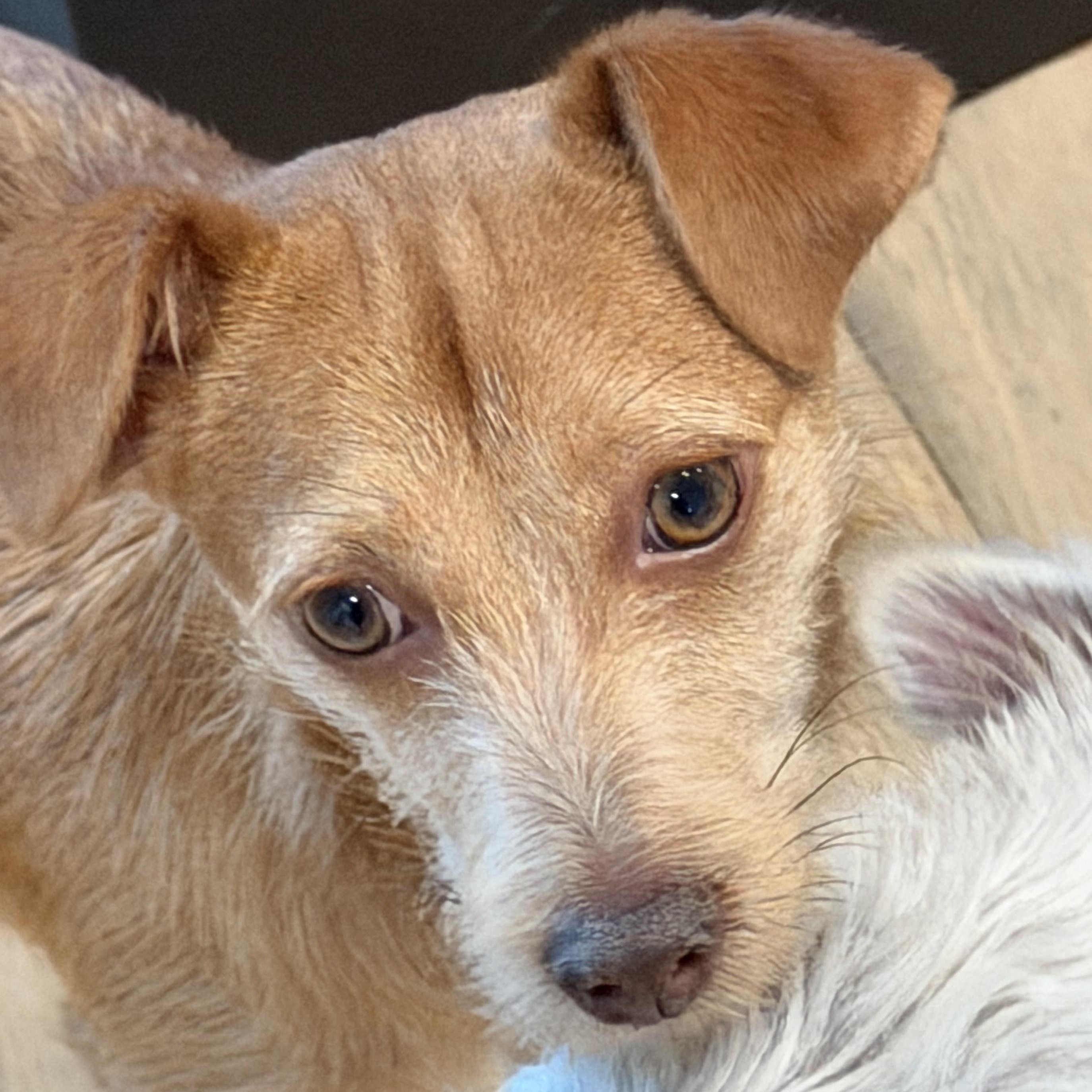 Ms. Sweet Karly, adopted, Young Female Wirehaired Terrier.