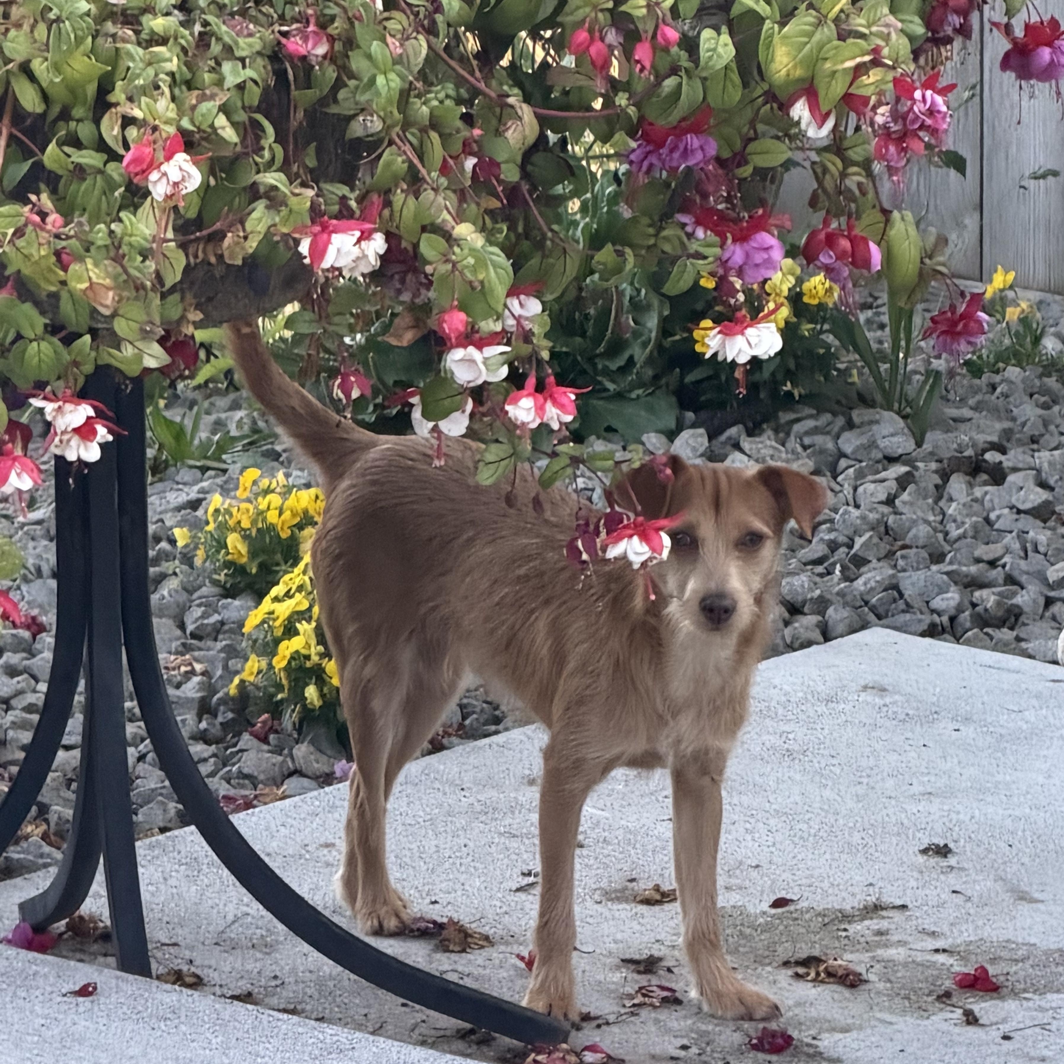 Enlarge Ms. Sweet Karly, an adopted mixed breed in Ridgefield, WA image 5/6
