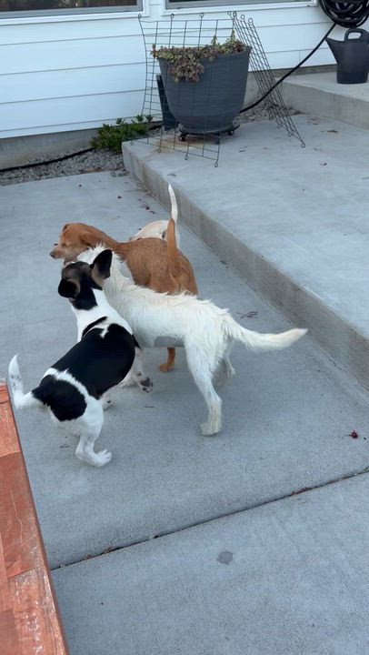 Enlarge Ms. Sweet Karly, an adopted mixed breed in Ridgefield, WA video 6/6