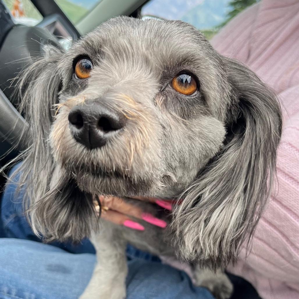 Precious, Adoptable, Adult Female Poodle & Mixed Breed.