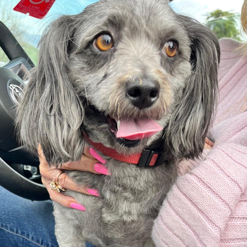 Precious, a Adoptable mixed breed in Yucaipa, CA image 2/2