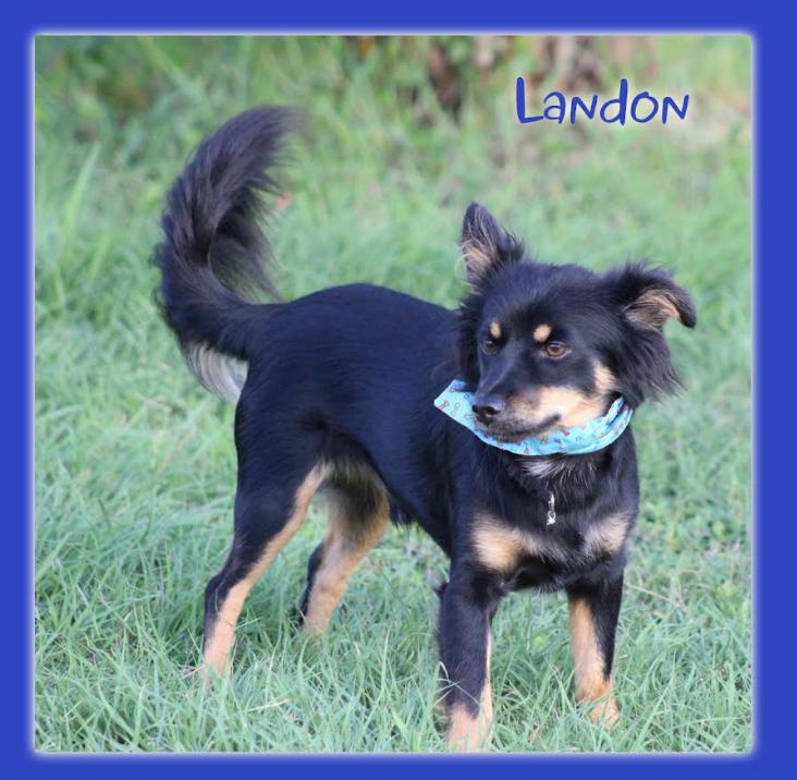 Enlarge Landon in TX, a Adoptable mixed breed in Cranston, RI image 1/2