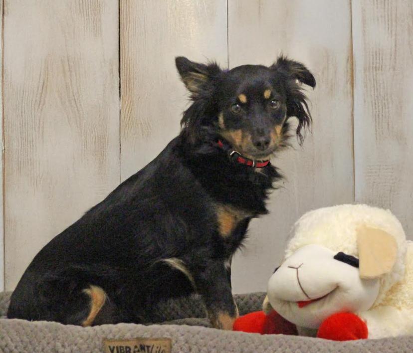 Enlarge Landon in TX, a Adoptable mixed breed in Cranston, RI image 2/3