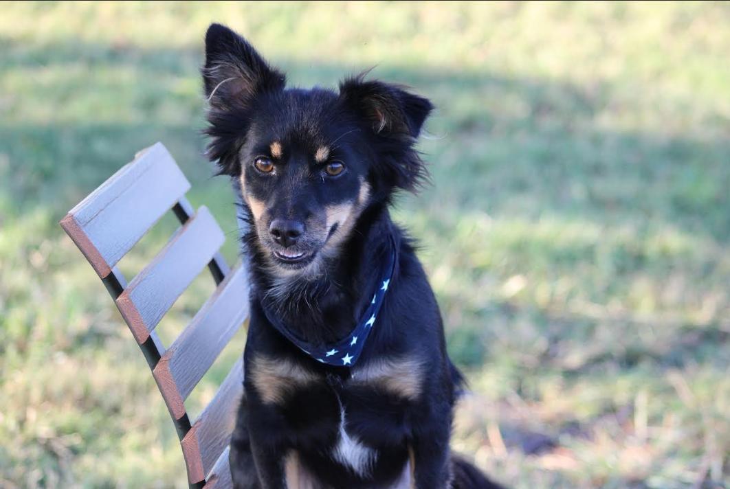 Enlarge Landon in TX, a Adoptable mixed breed in Cranston, RI image 2/2