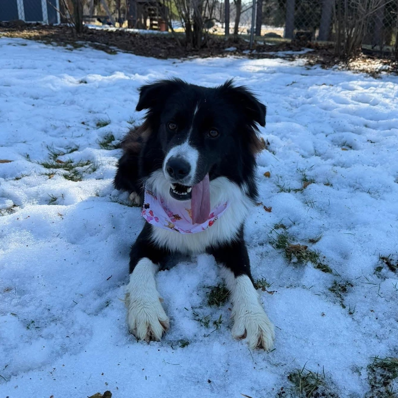 Enlarge APOLLO    $425, an adoptable mixed breed in Milwaukee, WI image 6/6