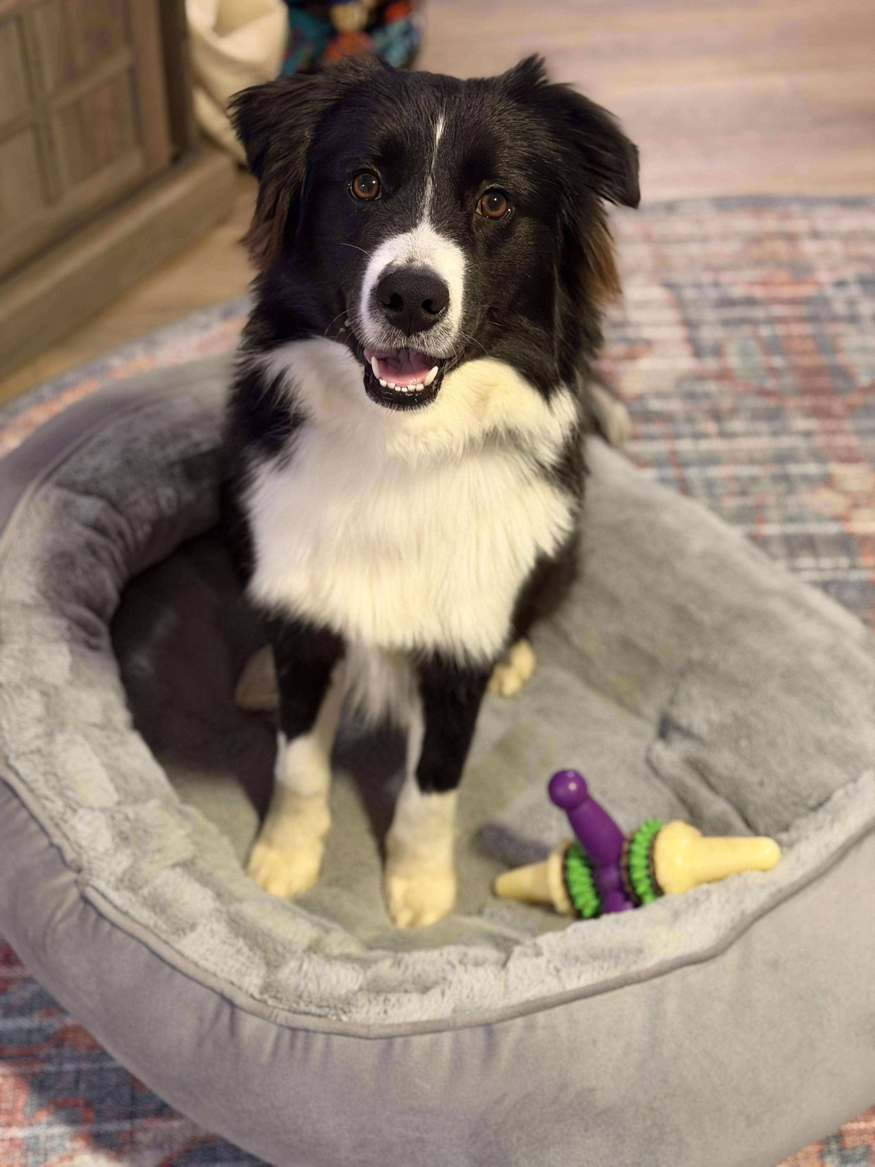 Enlarge APOLLO    $425, an adoptable mixed breed in Milwaukee, WI image 1/6