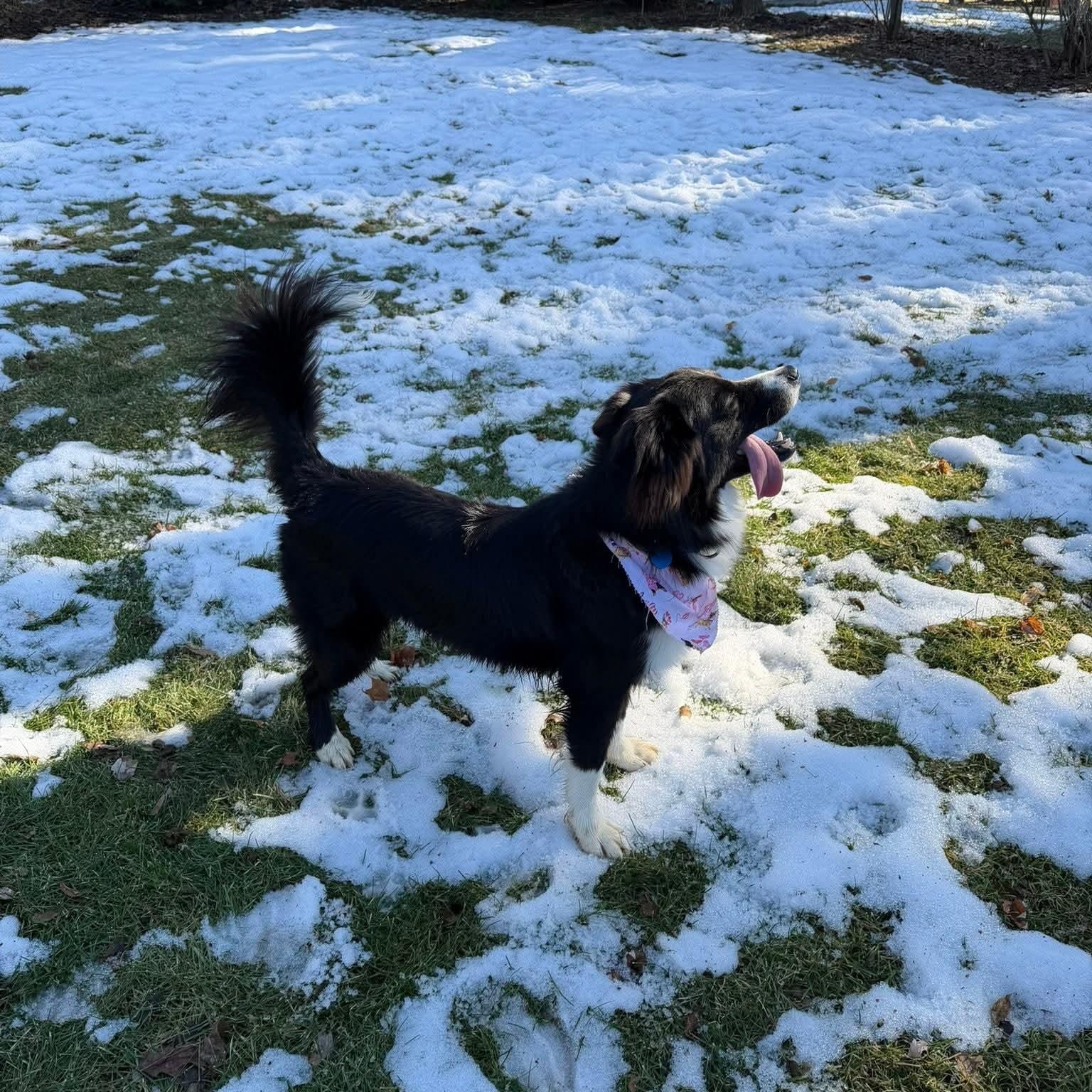 Enlarge APOLLO    $425, an adoptable mixed breed in Milwaukee, WI image 4/6