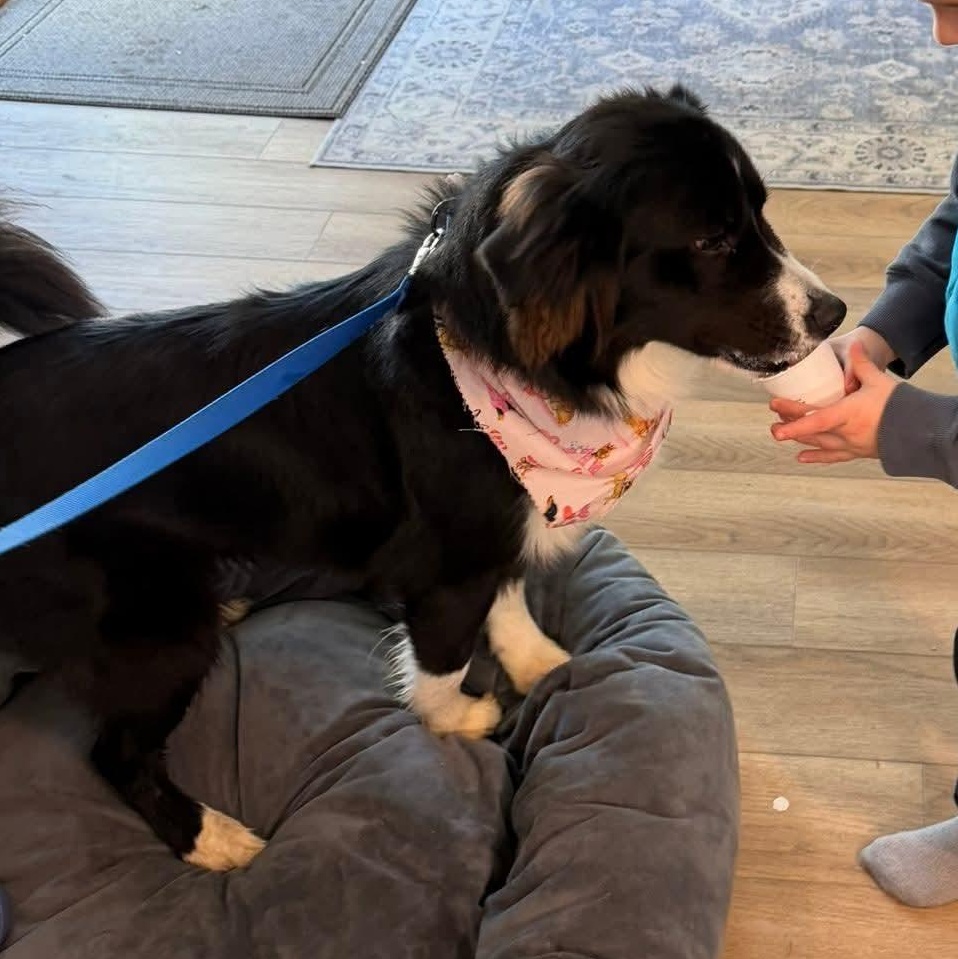 Enlarge APOLLO    $425, an adoptable mixed breed in Milwaukee, WI image 5/6