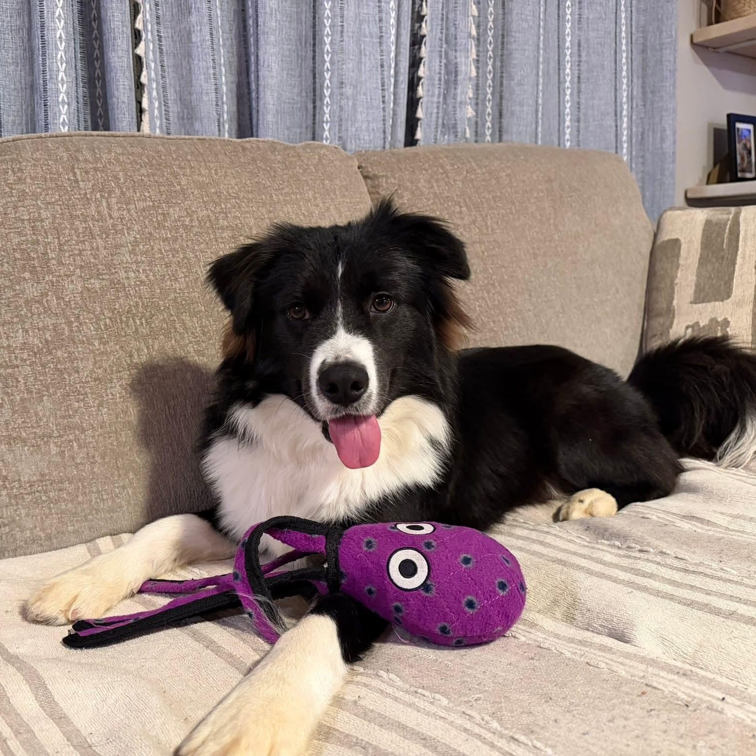 Enlarge APOLLO    $425, an adoptable mixed breed in Milwaukee, WI image 2/6