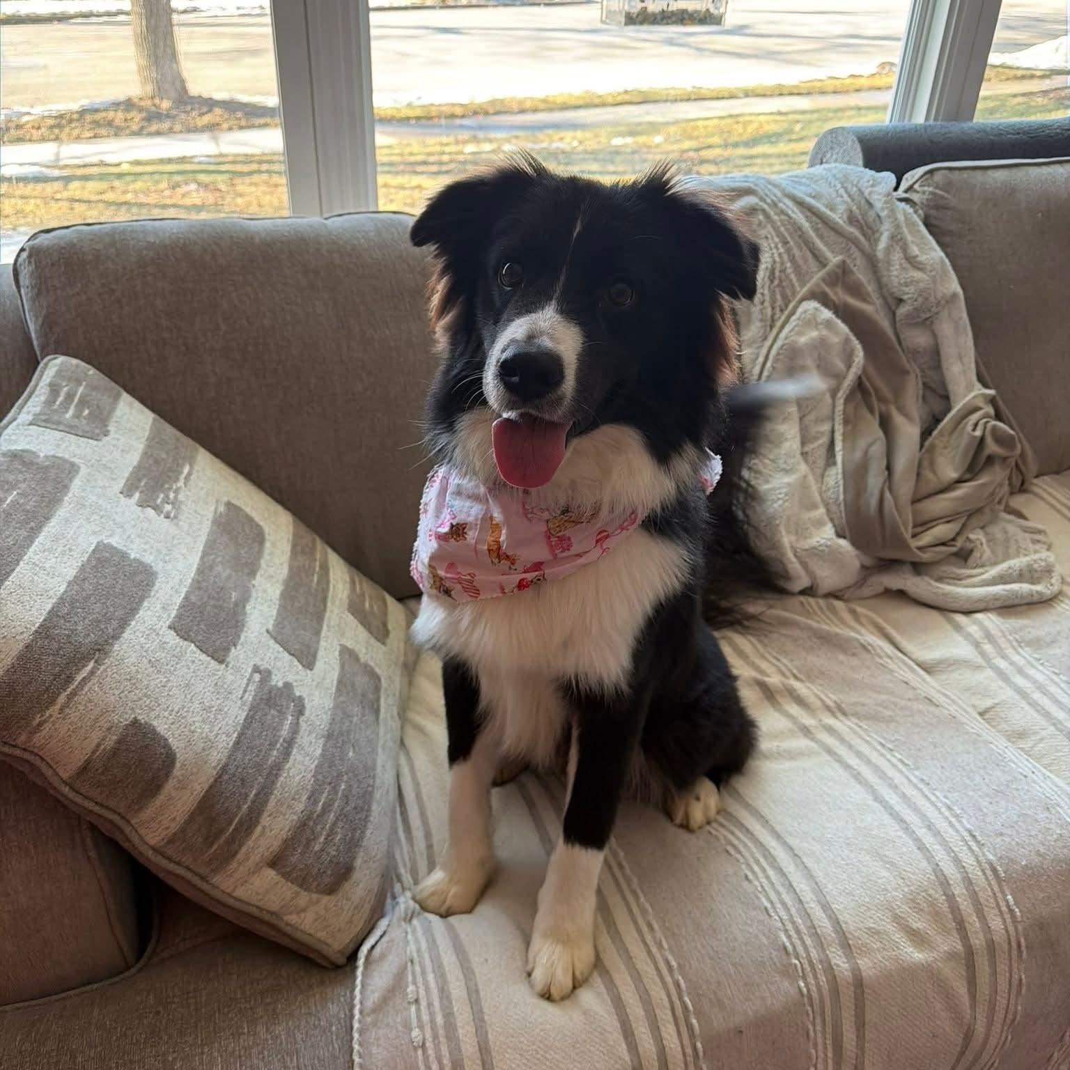 Enlarge APOLLO    $425, an adoptable mixed breed in Milwaukee, WI image 3/6