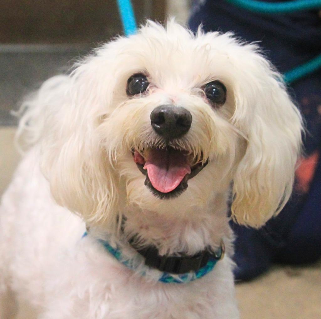 Enlarge Max, a Adoptable mixed breed in Utica, MI image 1/4
