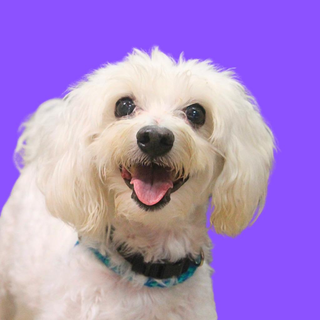 Enlarge Max, a Adoptable mixed breed in Utica, MI image 3/4