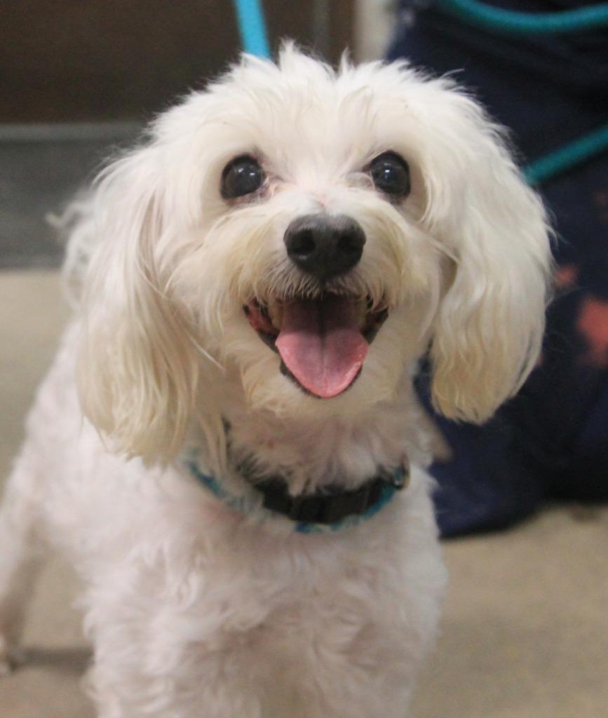 Enlarge Max, a Adoptable mixed breed in Utica, MI image 4/4