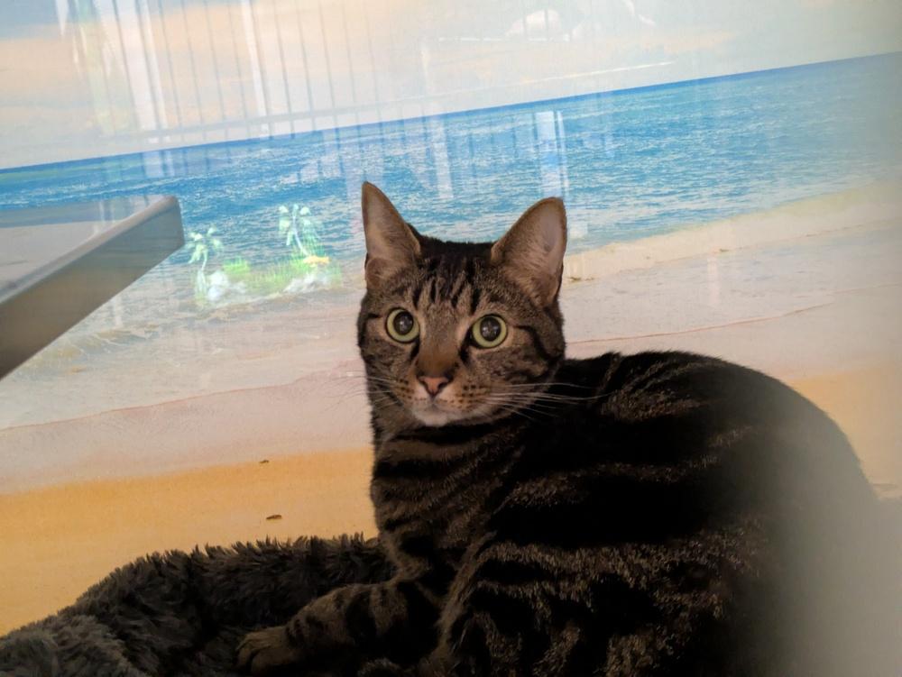 Leo, Adoptable, Adult Male Domestic Short Hair.