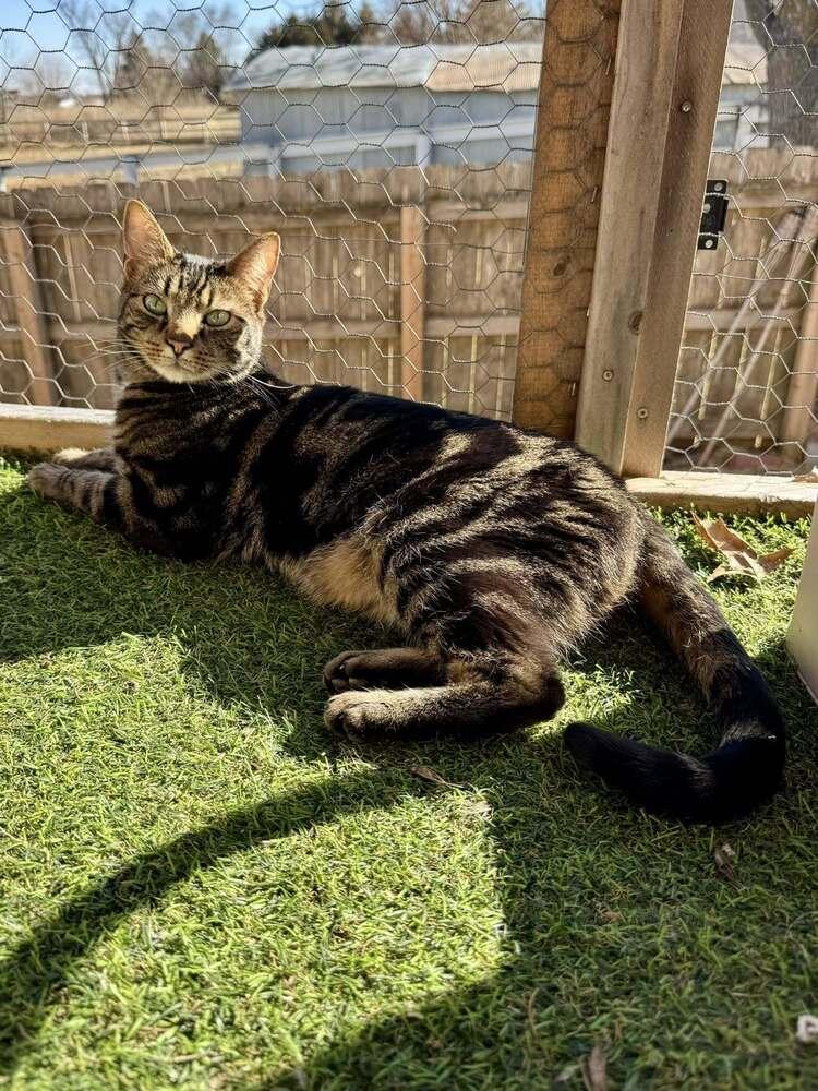 Leo, Adoptable, Adult Male Domestic Short Hair.