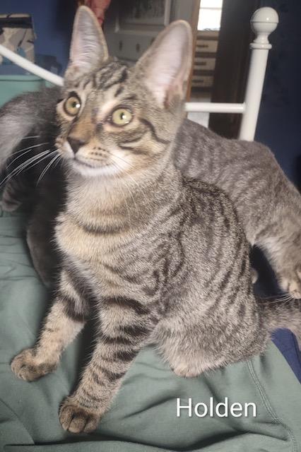 Enlarge Holden, a Adoptable Domestic Short Hair in Fredericton, NB image 1/3