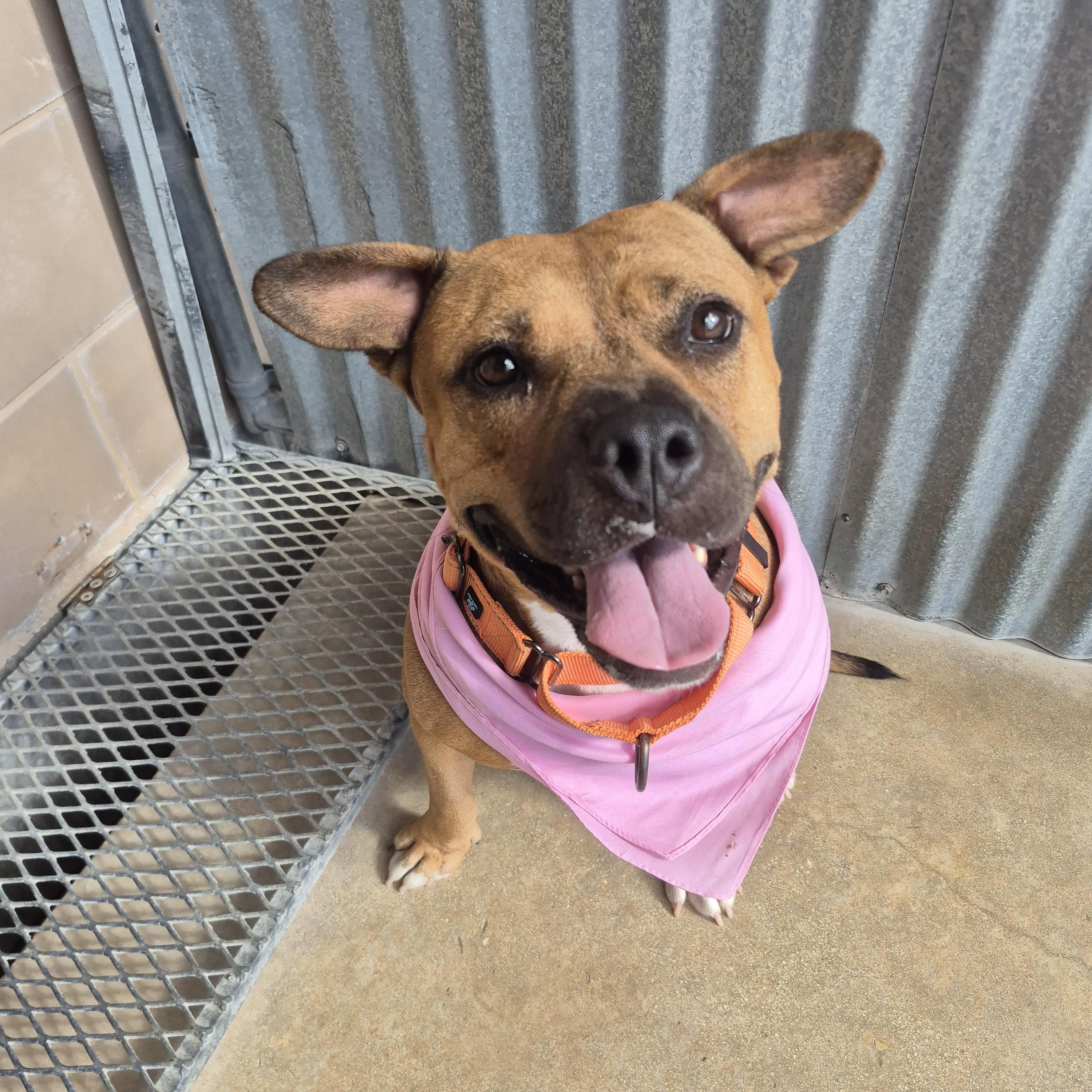 Shipley, ADOPTABLE, Adult Female Terrier.