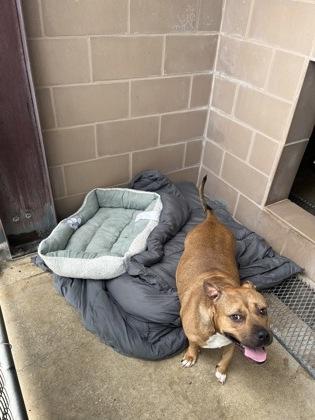 Shipley, a ADOPTABLE mixed breed in Cibolo, TX image 2/3