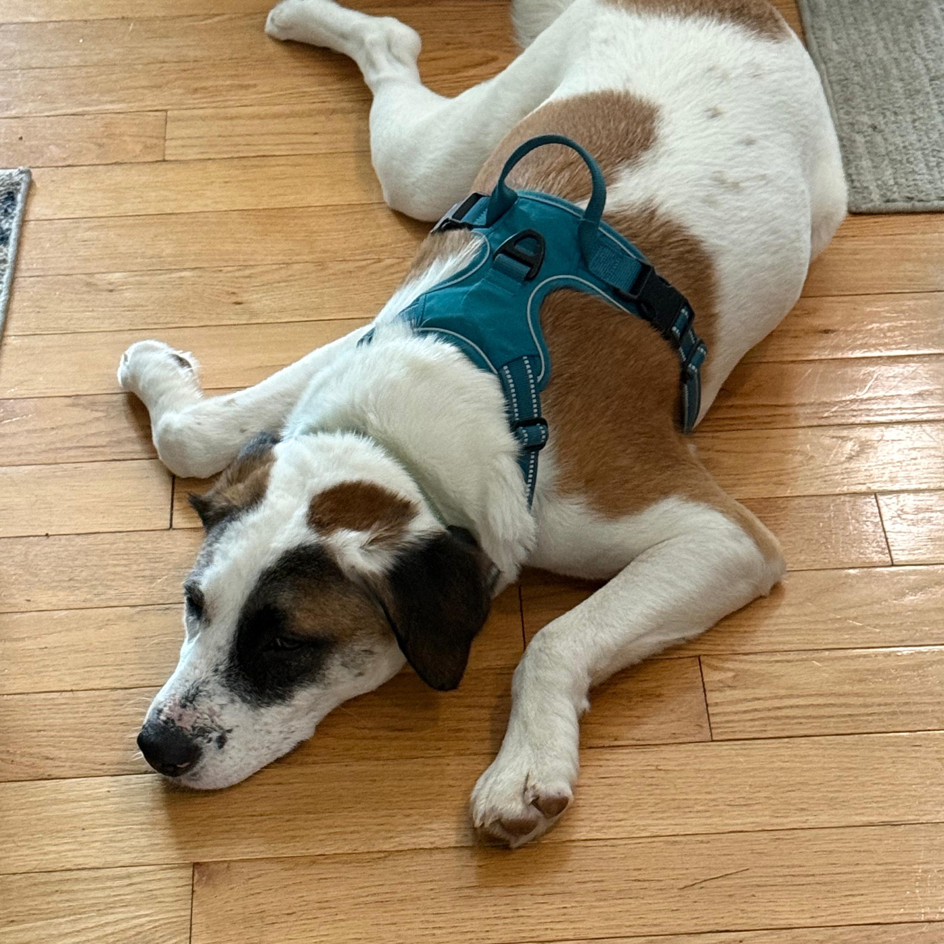 Diego, a Adoptable mixed breed in Annapolis, MD image 6/6