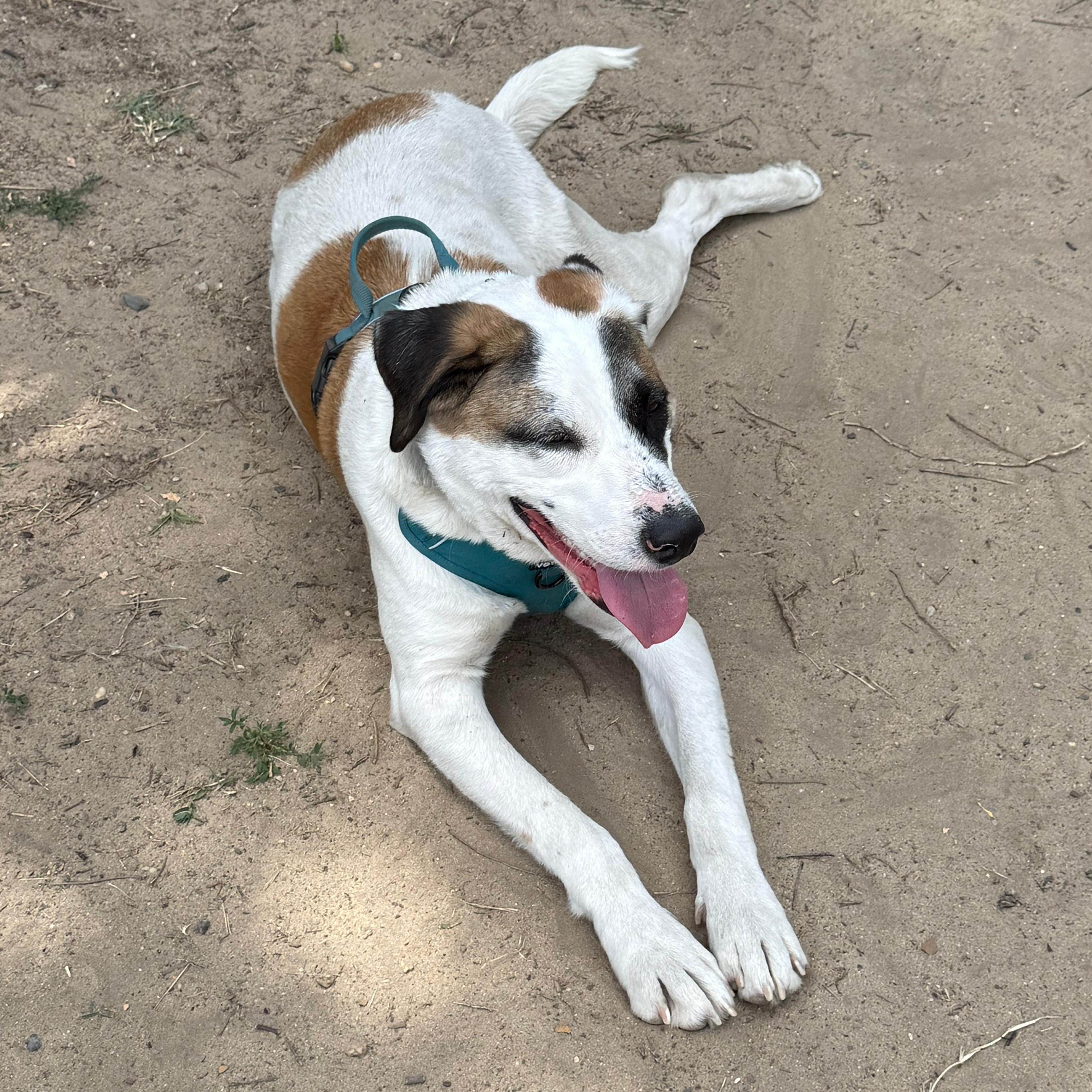 Diego, a Adoptable mixed breed in Annapolis, MD image 4/4