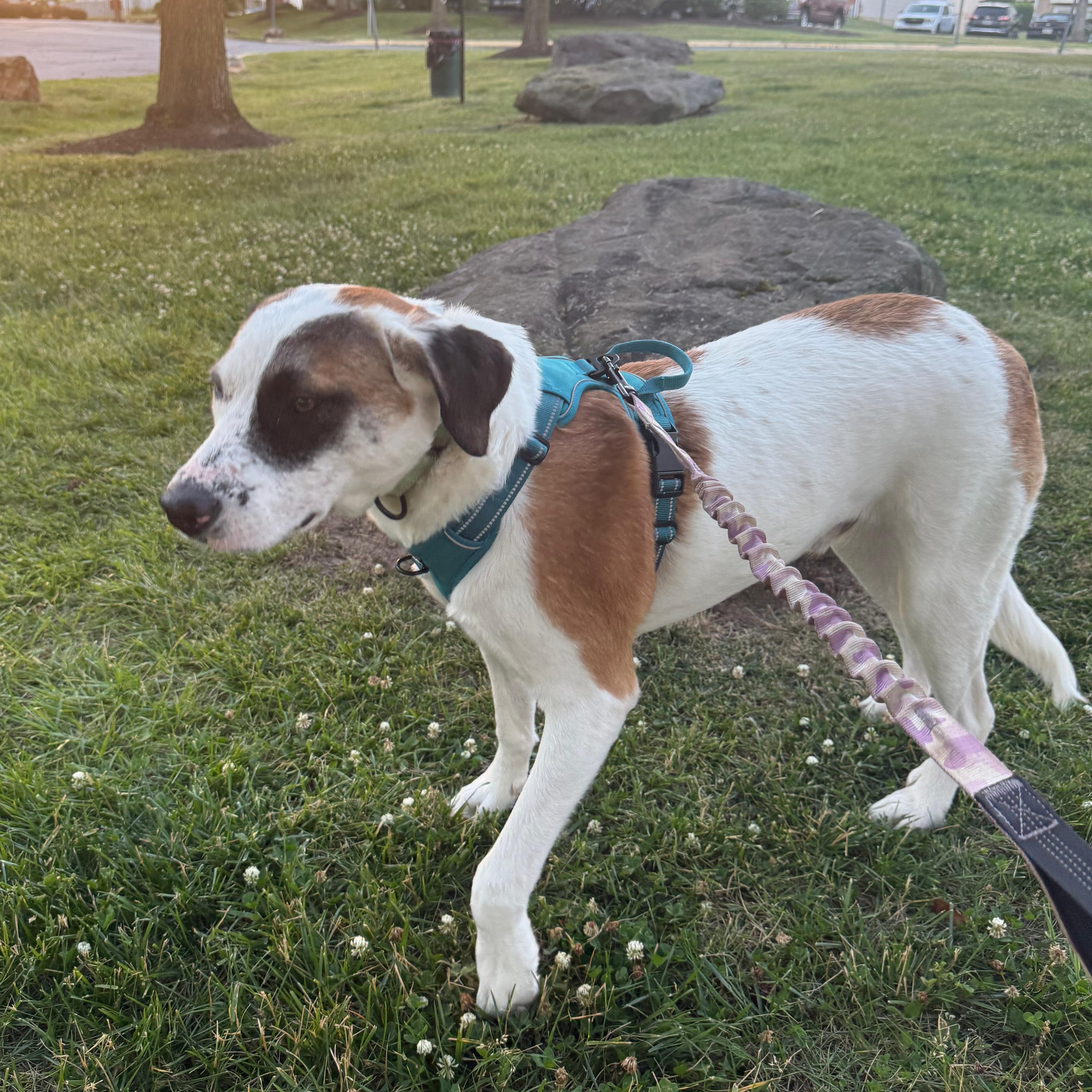 Diego, Adoptable, Young Male Hound.