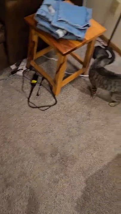 Enlarge Prada - vocal and playful, a Adoptable Domestic Short Hair in Muskego, WI video 4/6