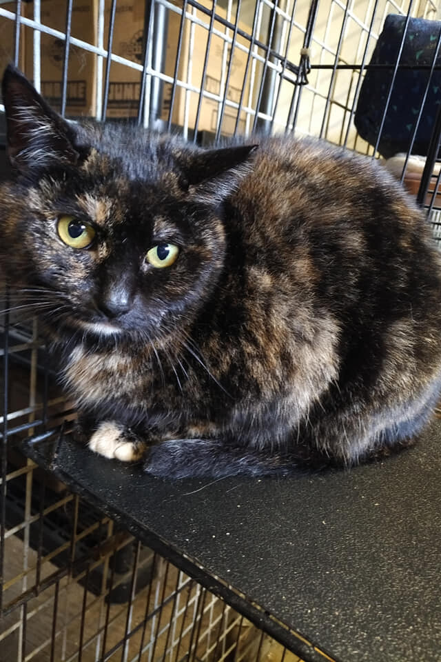 Tori, born late 2017, a Adoptable Domestic Short Hair in Lucknow, ON image 1/2