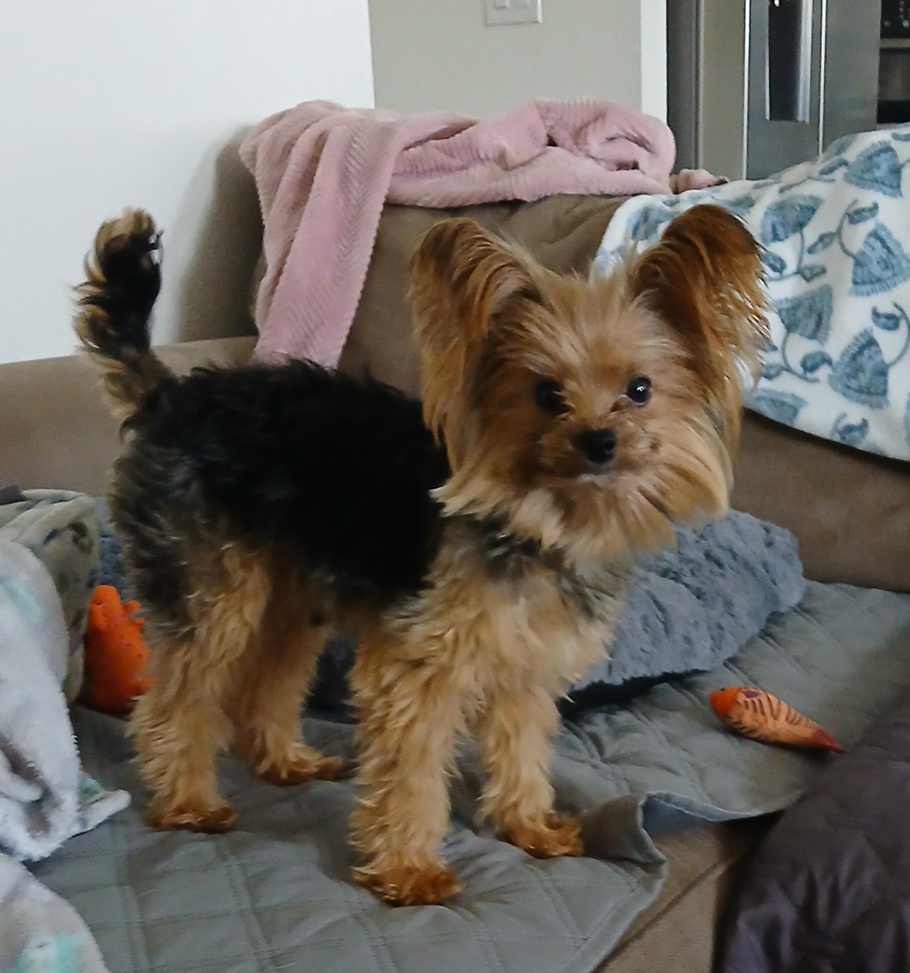 Sonny, adopted, Adult Male Yorkshire Terrier.