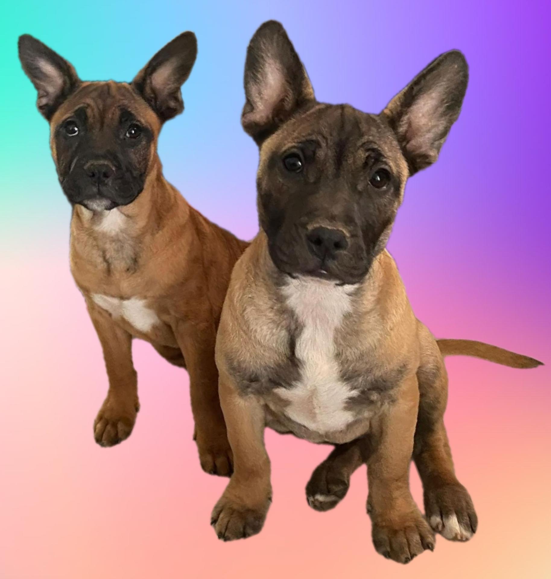 Enlarge Lada Gaga - Diva Puppies, a Adoptable mixed breed in Woodland Hills, CA image 2/5