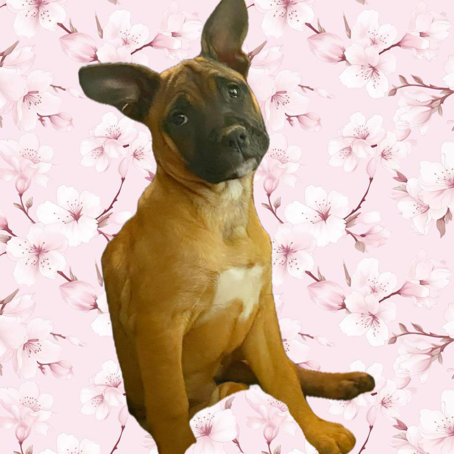 Enlarge Lada Gaga - Diva Puppies, a Adoptable mixed breed in Woodland Hills, CA image 1/5